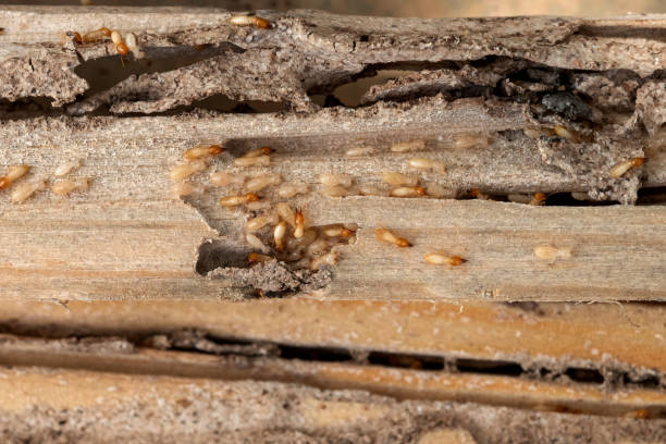Best Affordable Pest Control Services  in Batavia, IL